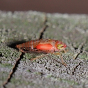 Cicadellidae (family) at Acton, ACT - 5 Nov 2019