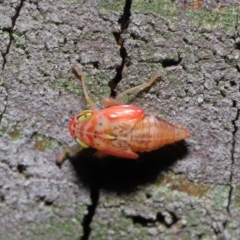 Cicadellidae (family) at Acton, ACT - 5 Nov 2019