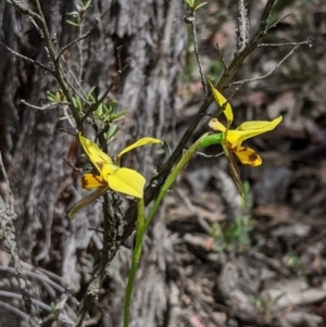 Diuris sulphurea at Jerrabomberra, NSW - suppressed