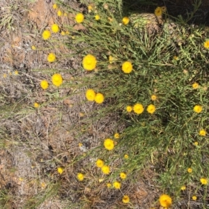 Rutidosis leptorhynchoides at Lake Burley Griffin West - 11 Jun 2019 11:00 AM