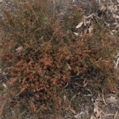 Lissanthe strigosa subsp. subulata (Peach Heath) at Red Hill, ACT - 2 Nov 2019 by AndrewZelnik