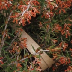 Lissanthe strigosa subsp. subulata at Red Hill, ACT - 2 Nov 2019 11:51 AM