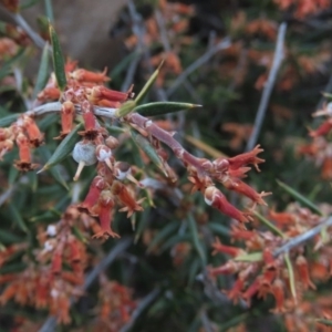 Lissanthe strigosa subsp. subulata at Red Hill, ACT - 2 Nov 2019 11:51 AM