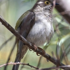 Melithreptus brevirostris (Brown-headed Honeyeater) at Paddys River, ACT - 5 Nov 2019 by Marthijn