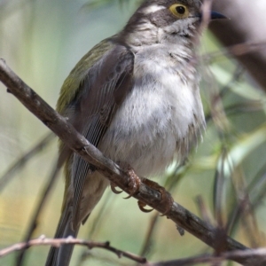 Melithreptus brevirostris at Paddys River, ACT - 6 Nov 2019