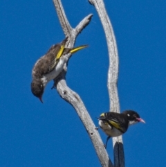 Grantiella picta (Painted Honeyeater) at Tennent, ACT - 6 Nov 2019 by Marthijn