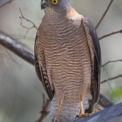 Tachyspiza cirrocephala (Collared Sparrowhawk) at Paddys River, ACT - 6 Nov 2019 by Marthijn