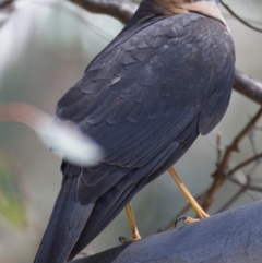 Accipiter cirrocephalus at Paddys River, ACT - 6 Nov 2019