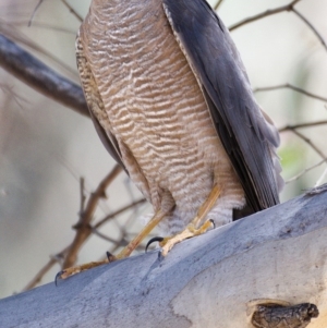 Accipiter cirrocephalus at Paddys River, ACT - 6 Nov 2019