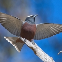 Artamus superciliosus (White-browed Woodswallow) at Tennent, ACT - 5 Nov 2019 by Marthijn