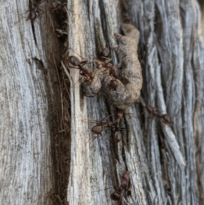 Papyrius sp (undescribed) (Hairy Coconut Ant) at Mount Jerrabomberra QP - 6 Nov 2019 by MattM