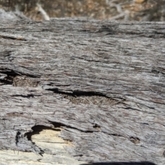 Papyrius sp (undescribed) at Jerrabomberra, NSW - 6 Nov 2019