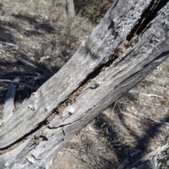 Papyrius sp (undescribed) (Hairy Coconut Ant) at Mount Jerrabomberra QP - 6 Nov 2019 by MattM