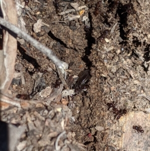 Papyrius sp (undescribed) at Jerrabomberra, NSW - 6 Nov 2019 01:43 PM