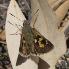 Trapezites phigalia (Heath Ochre) at Tuggeranong Hill - 5 Nov 2019 by Owen