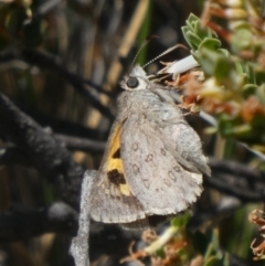 Trapezites phigalia at Theodore, ACT - 6 Nov 2019