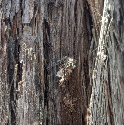 Papyrius sp (undescribed) (Hairy Coconut Ant) at Mount Jerrabomberra QP - 6 Nov 2019 by MattM