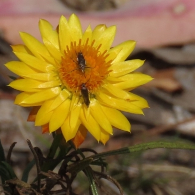 Xerochrysum viscosum (Sticky Everlasting) at Red Hill, ACT - 1 Nov 2019 by AndrewZelnik