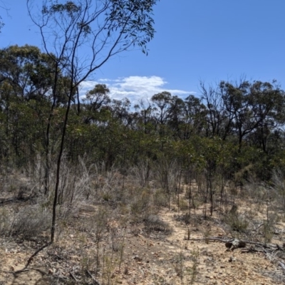 Acacia pycnantha (Golden Wattle) at Jerrabomberra, NSW - 6 Nov 2019 by MattM