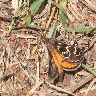 Synemon plana (Golden Sun Moth) at Griffith, ACT - 11 Nov 2019 by AlexKirk