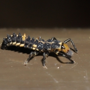 Harmonia conformis at Acton, ACT - 5 Nov 2019