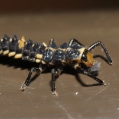 Harmonia conformis at Acton, ACT - 5 Nov 2019