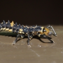 Harmonia conformis at Acton, ACT - 5 Nov 2019