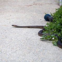 Pseudonaja textilis (Eastern Brown Snake) at Weston, ACT - 5 Nov 2019 by mac084