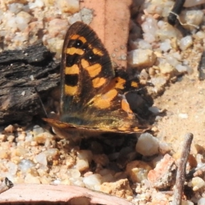Argynnina cyrila (Forest Brown, Cyril's Brown) at Tennent, ACT - 6 Nov 2019 by JohnBundock