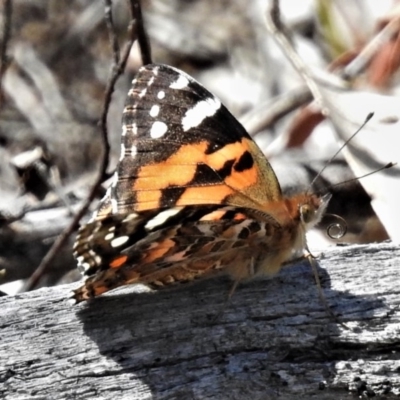 Vanessa kershawi (Australian Painted Lady) at Tennent, ACT - 6 Nov 2019 by JohnBundock