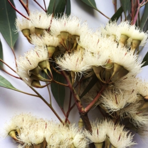 Eucalyptus sideroxylon at Yarralumla, ACT - 13 Oct 2019