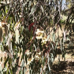 Eucalyptus sideroxylon at Yarralumla, ACT - 13 Oct 2019 01:00 PM