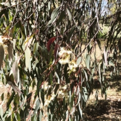 Eucalyptus sideroxylon at Yarralumla, ACT - 13 Oct 2019