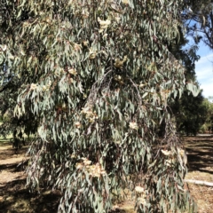 Eucalyptus sideroxylon at Yarralumla, ACT - 13 Oct 2019 01:00 PM