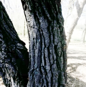 Eucalyptus sideroxylon at Yarralumla, ACT - 13 Oct 2019