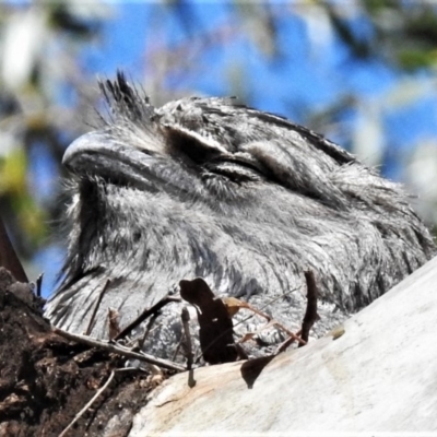 Podargus strigoides (Tawny Frogmouth) at Tharwa, ACT - 6 Nov 2019 by JohnBundock