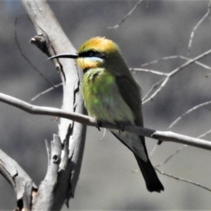 Merops ornatus at Tharwa, ACT - 6 Nov 2019 02:06 PM