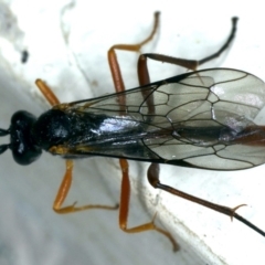 Dusona sp. (genus) (A Campopleginae Parasitic Wasp) at Ainslie, ACT - 25 Oct 2019 by jbromilow50