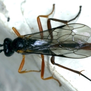 Dusona sp. (genus) at Ainslie, ACT - 25 Oct 2019