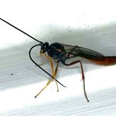 Dusona sp. (genus) at Ainslie, ACT - 25 Oct 2019