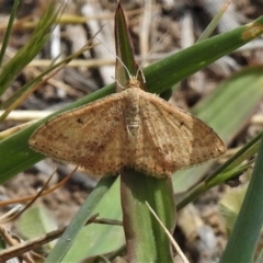 Scopula rubraria (Reddish Wave, Plantain Moth) at Tuggeranong DC, ACT - 5 Nov 2019 by JohnBundock