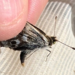 Synemon plana (Golden Sun Moth) at Sutton, NSW - 6 Nov 2019 by JasonC