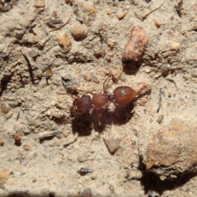 Meranoplus sp. (genus) (Shield Ant) at Dunlop, ACT - 6 Nov 2019 by CathB