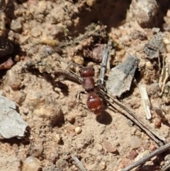 Meranoplus sp. (genus) at Dunlop, ACT - 6 Nov 2019 12:00 AM