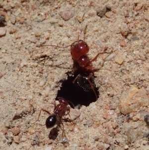 Melophorus perthensis at Cook, ACT - 6 Nov 2019