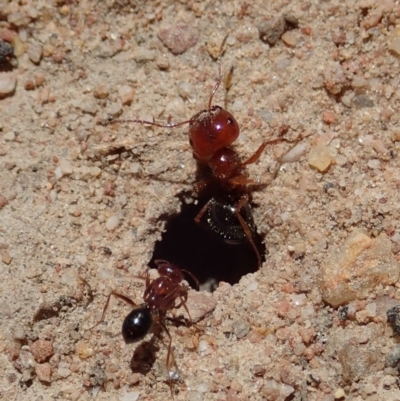 Melophorus perthensis (Field furnace ant) at Cook, ACT - 6 Nov 2019 by CathB