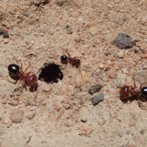 Melophorus perthensis at Cook, ACT - 6 Nov 2019