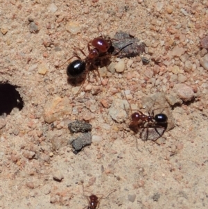 Melophorus perthensis at Cook, ACT - 6 Nov 2019