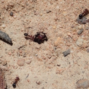 Melophorus perthensis at Cook, ACT - 6 Nov 2019