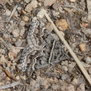 Dichromodes explanata at Theodore, ACT - 6 Nov 2019